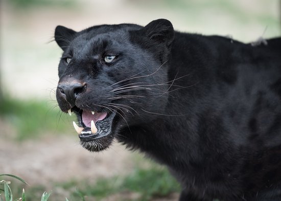Amazing Facts About Panthers