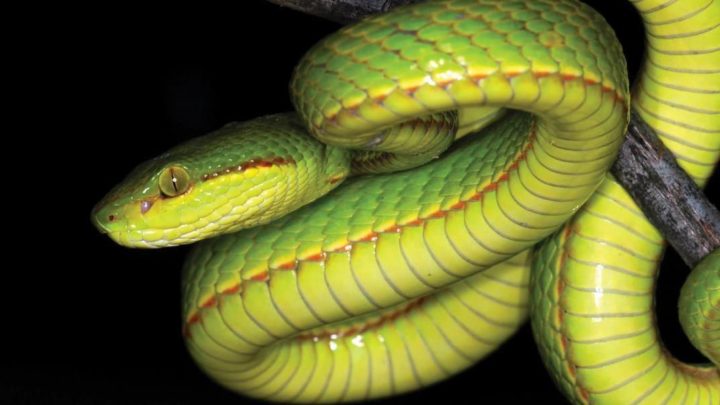 Amazing Facts About the Snakes