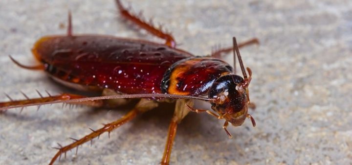 Facts about Cockroaches