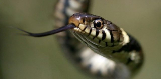 Eyelids aren't a feature of snakes.