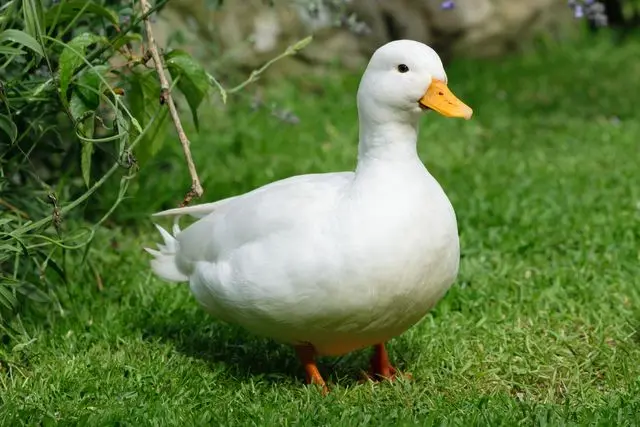Facts About Ducks