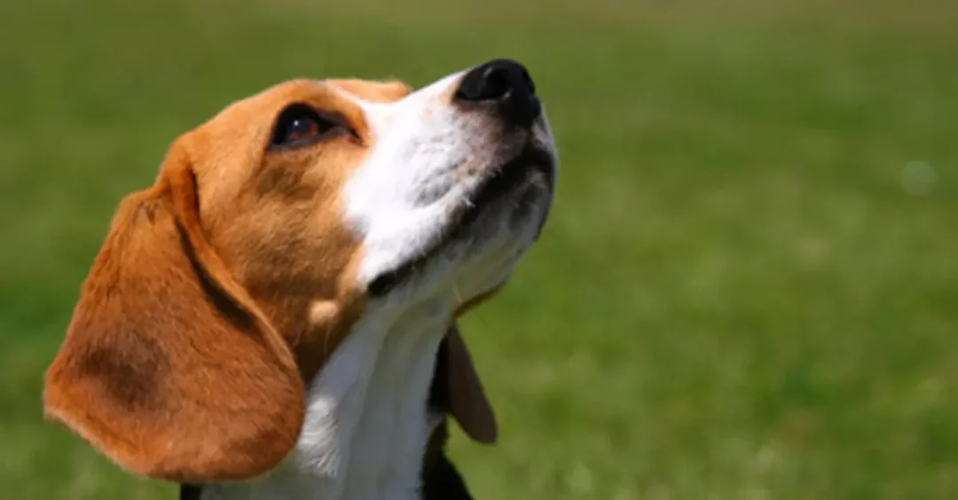 Facts about beagles