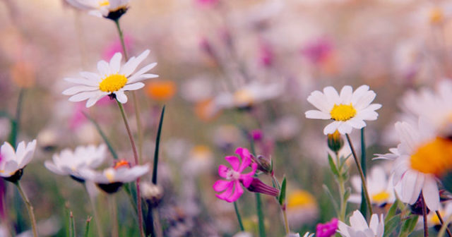 Facts about spring; Common Facts About Spring