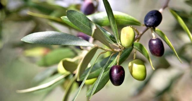 Facts About Olive Trees