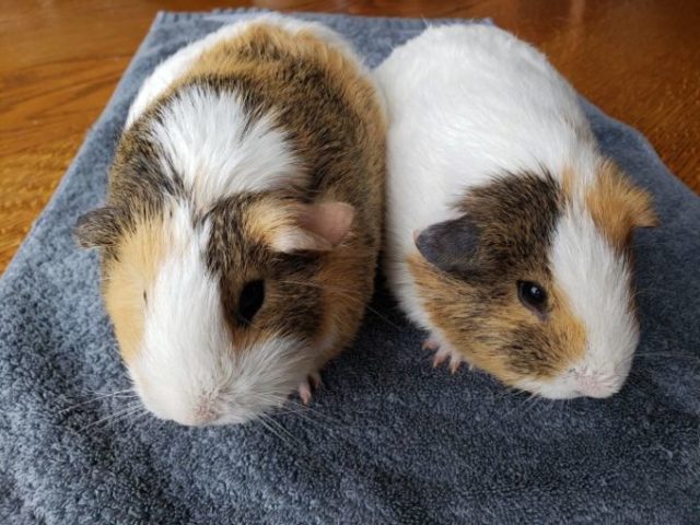 Facts About Guinea Pigs