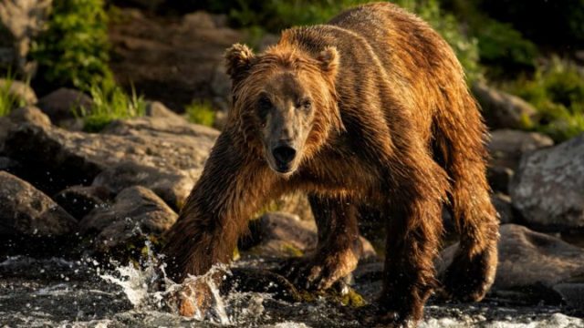 Kamchatka Brown Bear Facts