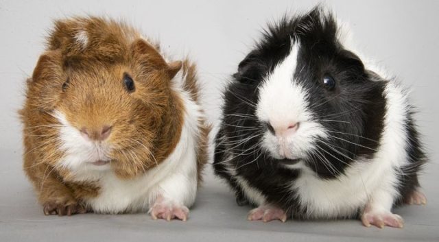 Facts About Guinea Pigs