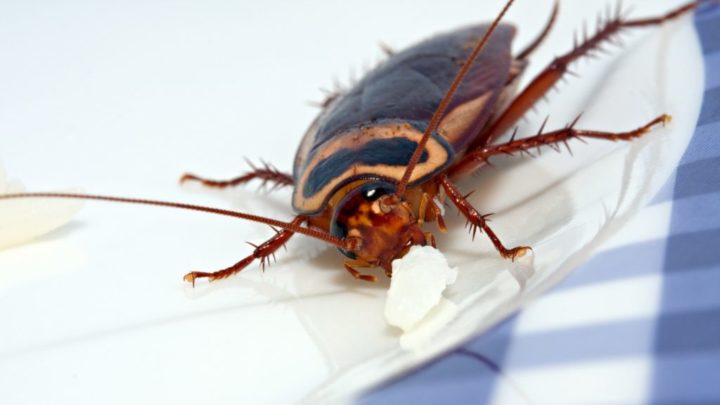 Cockroach facts for kids