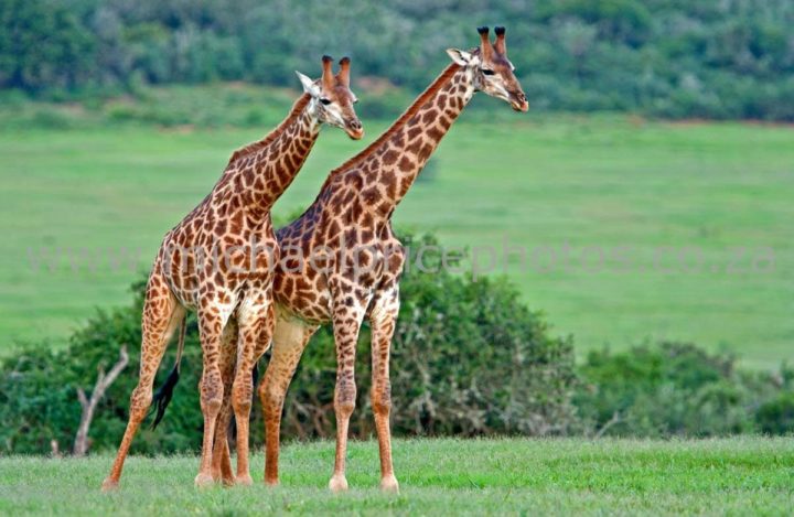 Cool Facts About Giraffes