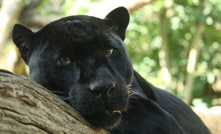 Fantastic Facts About Panthers