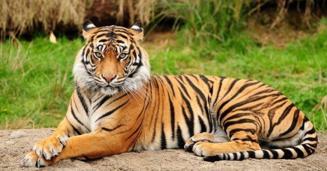 Fascinating Tiger Facts