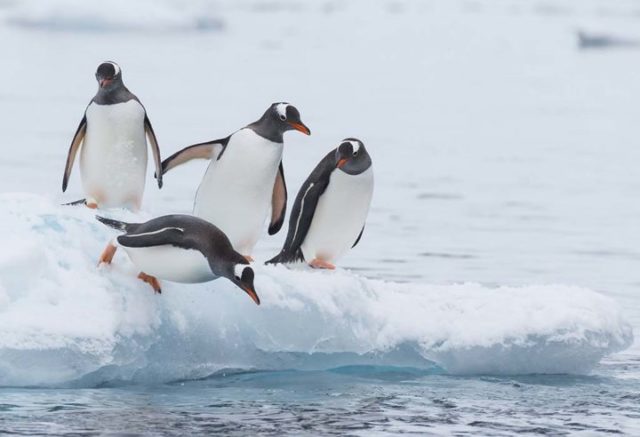 10 Fun Facts About Penguins