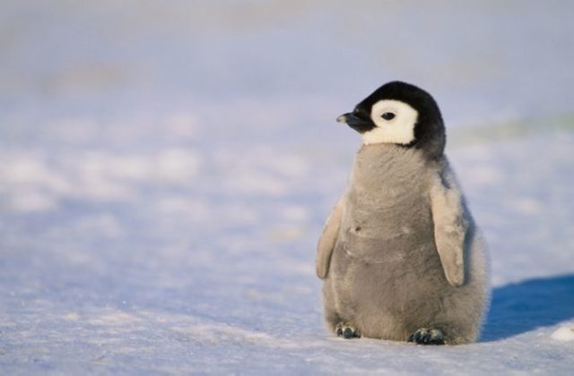 Fun Facts About Penguins