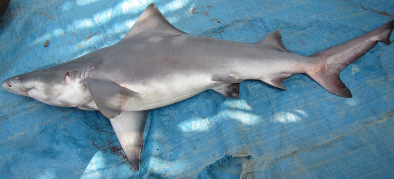 10+ Amazing Glyphis Shark Facts