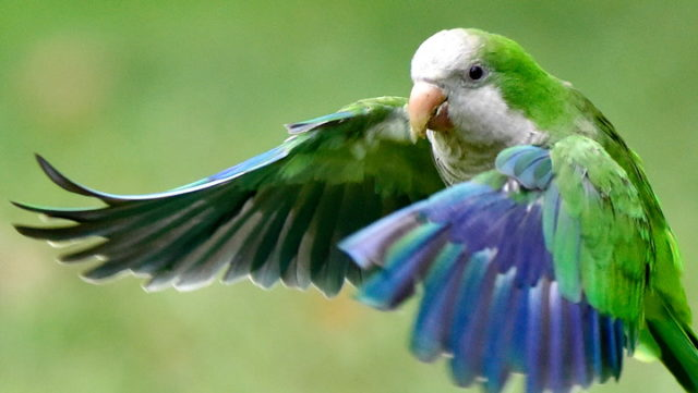 Quaker Parrot Facts