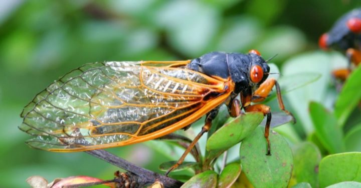 Ten facts about Cicadas