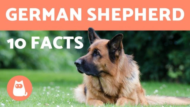 facts about German Shepherds