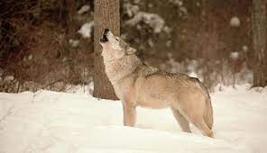 Facts About Wolves