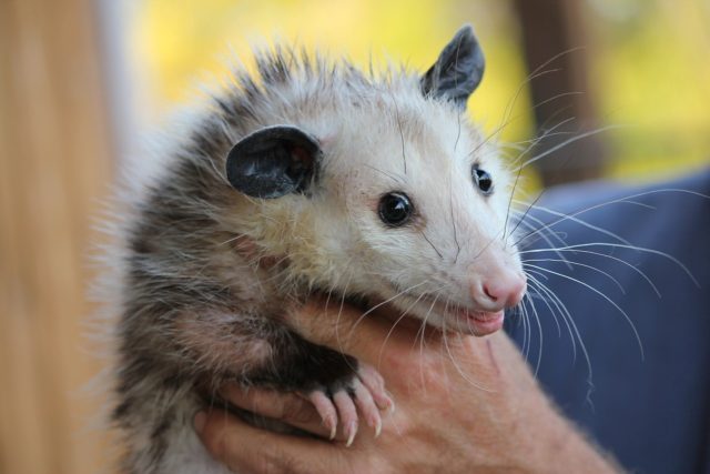 Amazing Opossum Facts