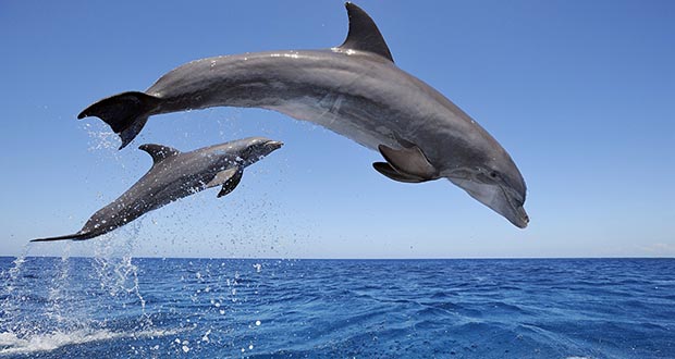 Facts About Dolphins