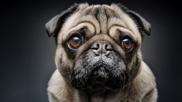 Facts About Pugs