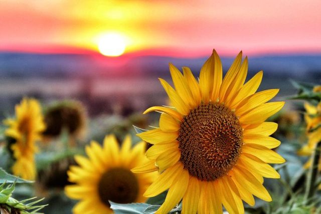 20-beautiful-facts-about-sunflowers