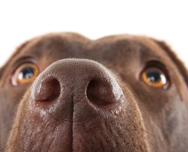 3. Dogs ' noses are damp to take in scent chemicals.