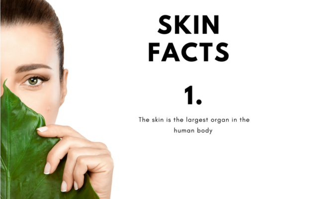 facts about skin