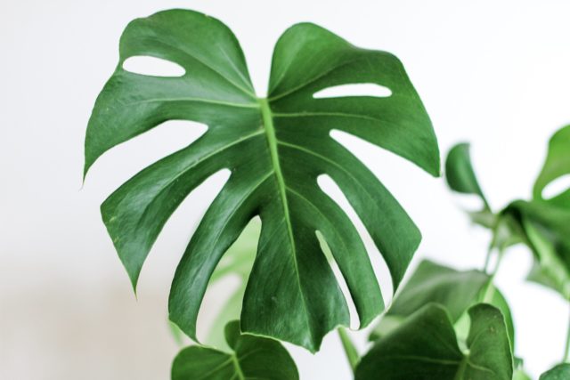 Facts About Monstera Deliciosa