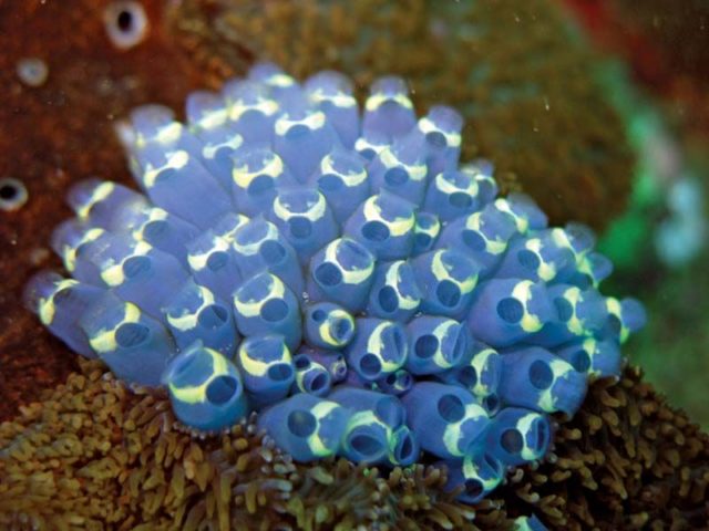 Unbelievable Tunicate Facts!