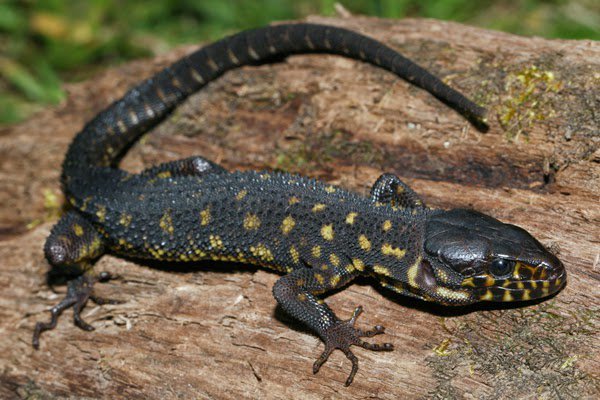 Yellow Spotted Lizard Facts