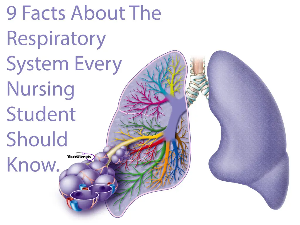 Facts About Respiratory System