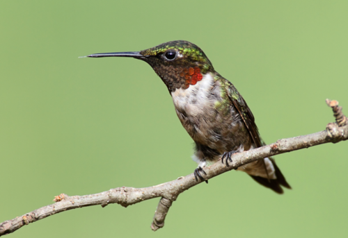 Amazing Facts About Hummingbirds And Their Species!