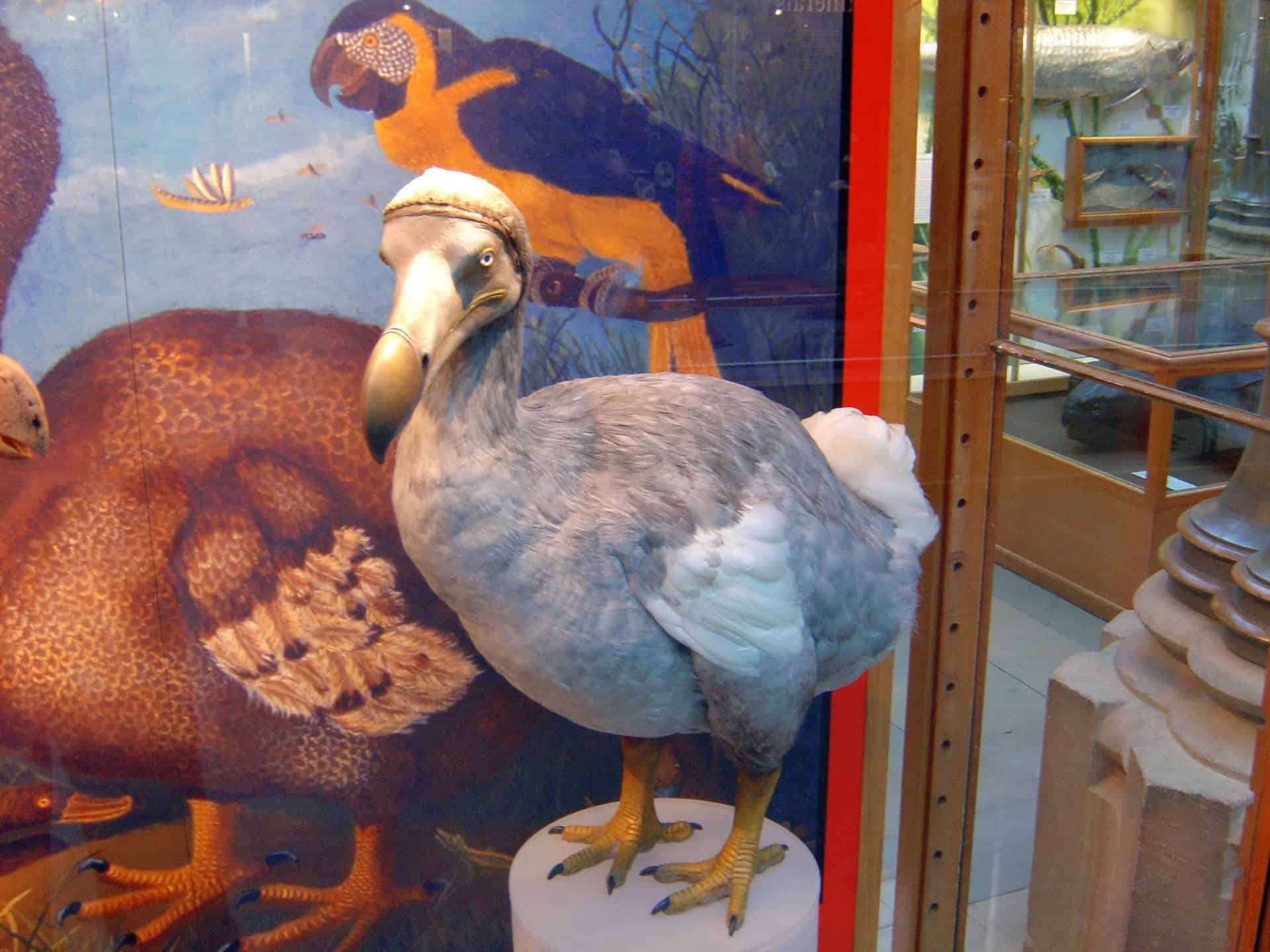 Facts About the Dodo Bird