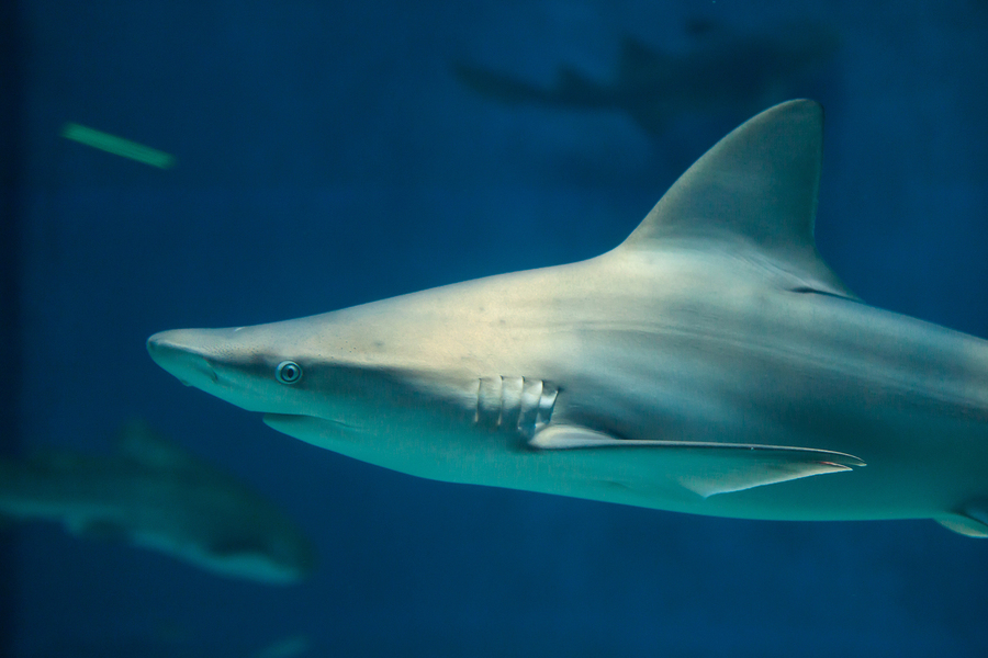 Oceanic Whitetip Shark Facts