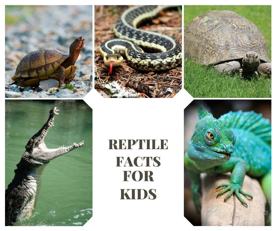 Reptile Facts