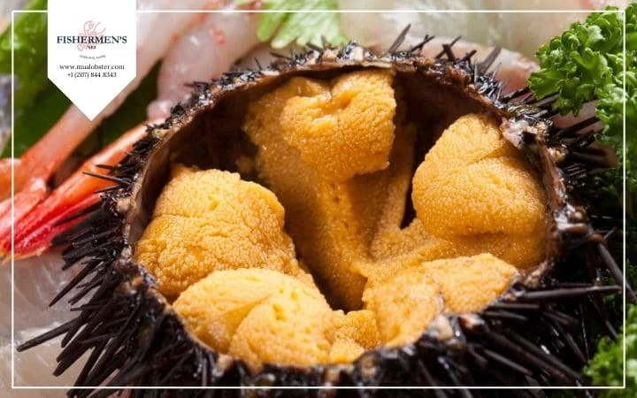 Sea Urchin Nutrition Facts