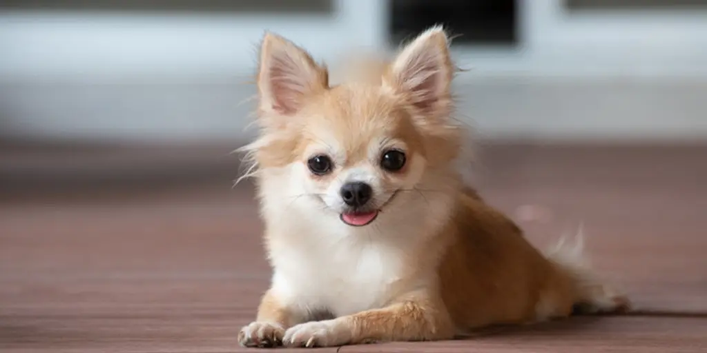 Facts About Chihuahuas
