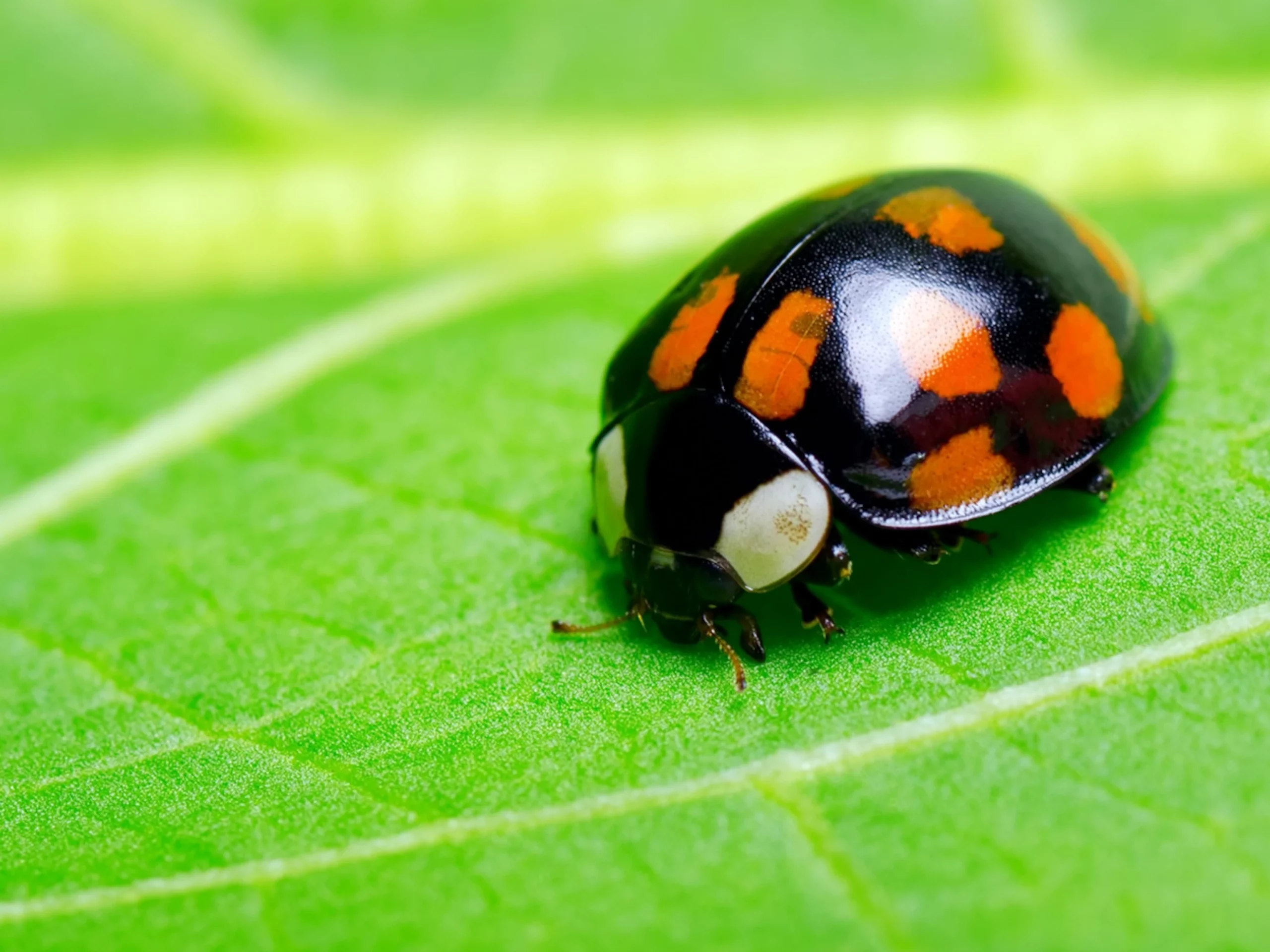 Ladybug Facts