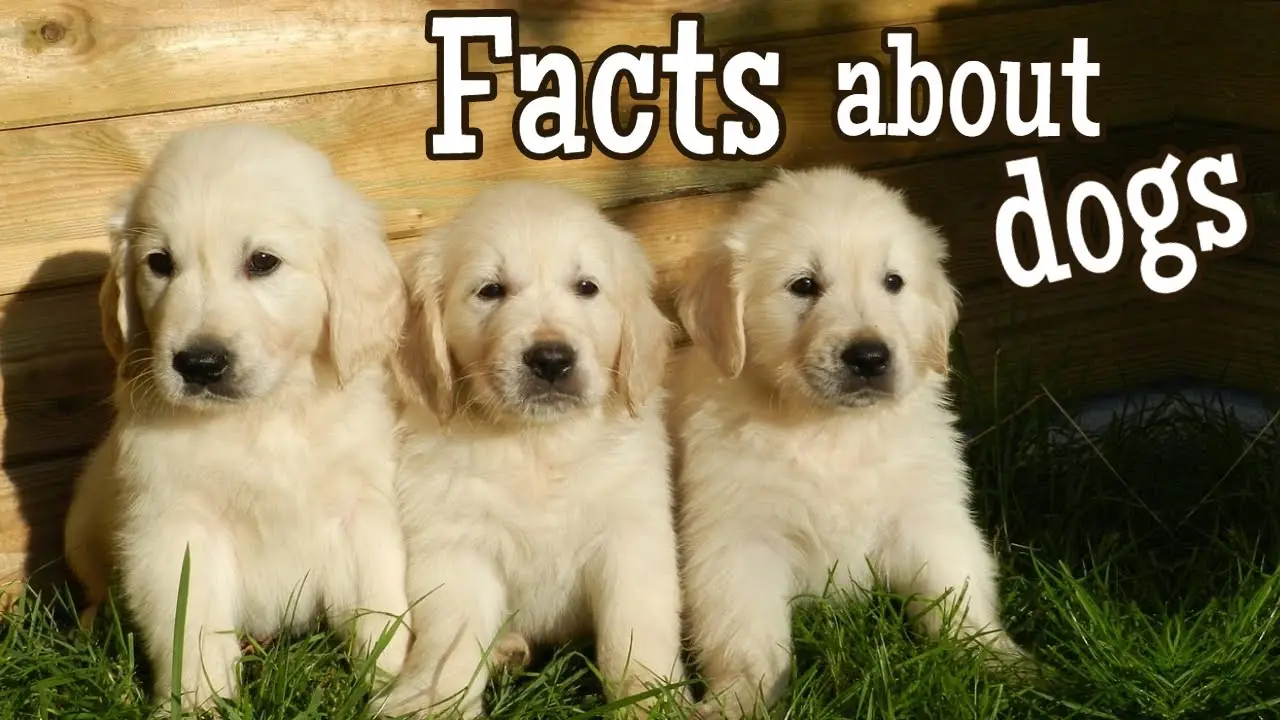 Dog Facts For Kids