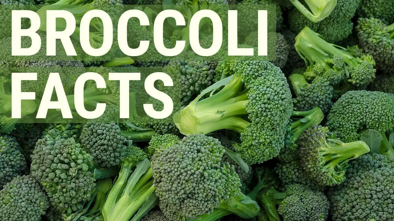 Facts about Broccoli
