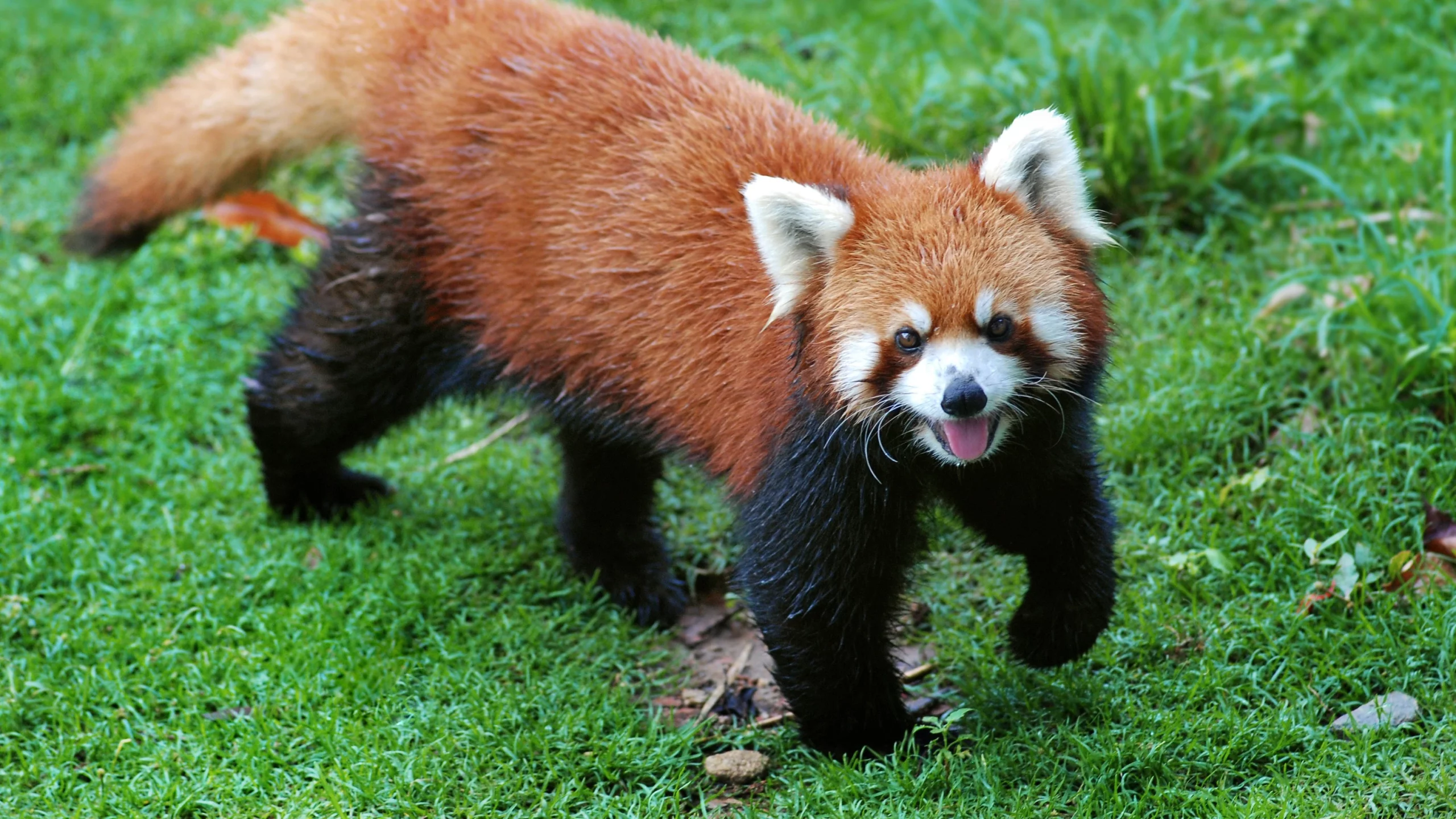 facts about red pandas
