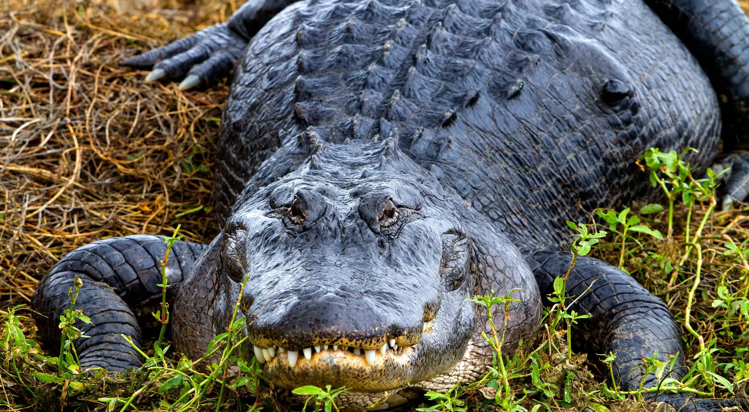 Facts about Alligators