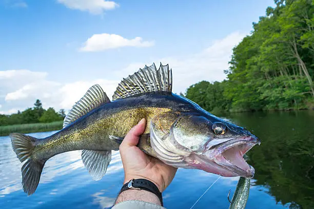 Walleye Nutrition Facts