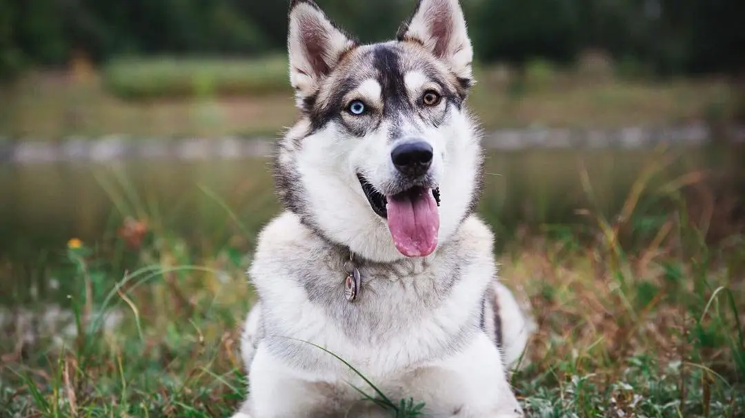 Facts about Huskies