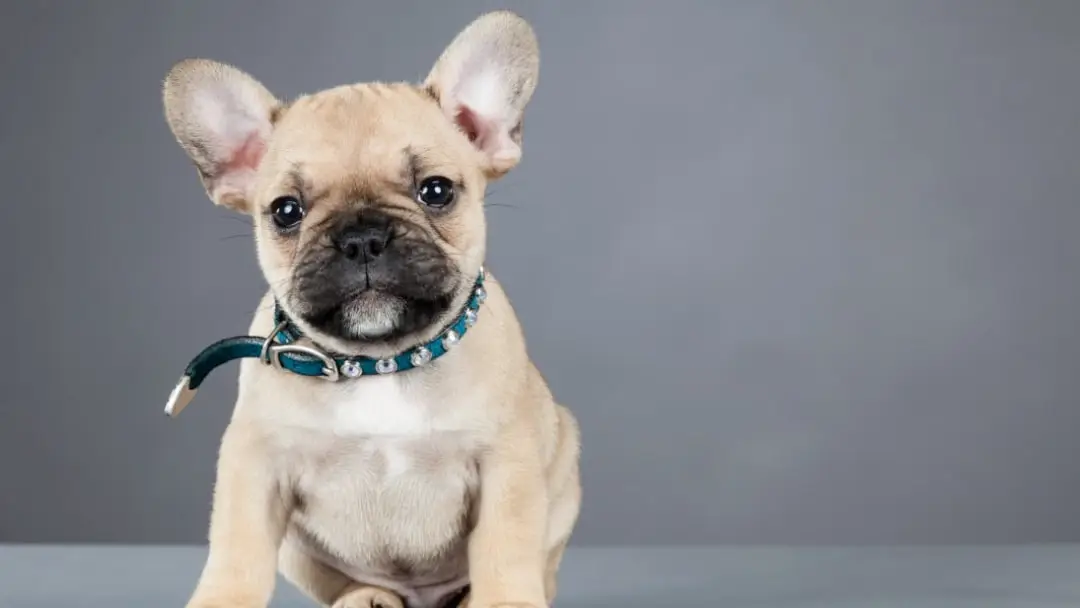Facts About French Bulldogs
