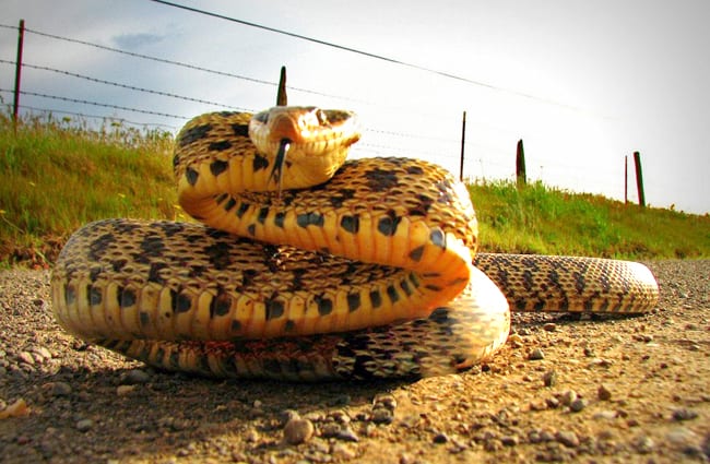 Bull Snakes Facts