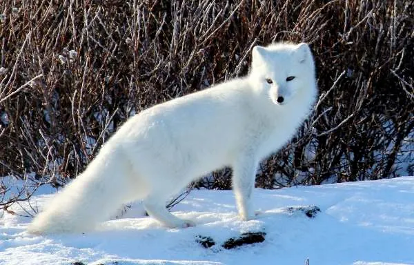 Facts About Arctic Foxes