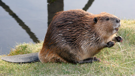 Facts About Beavers