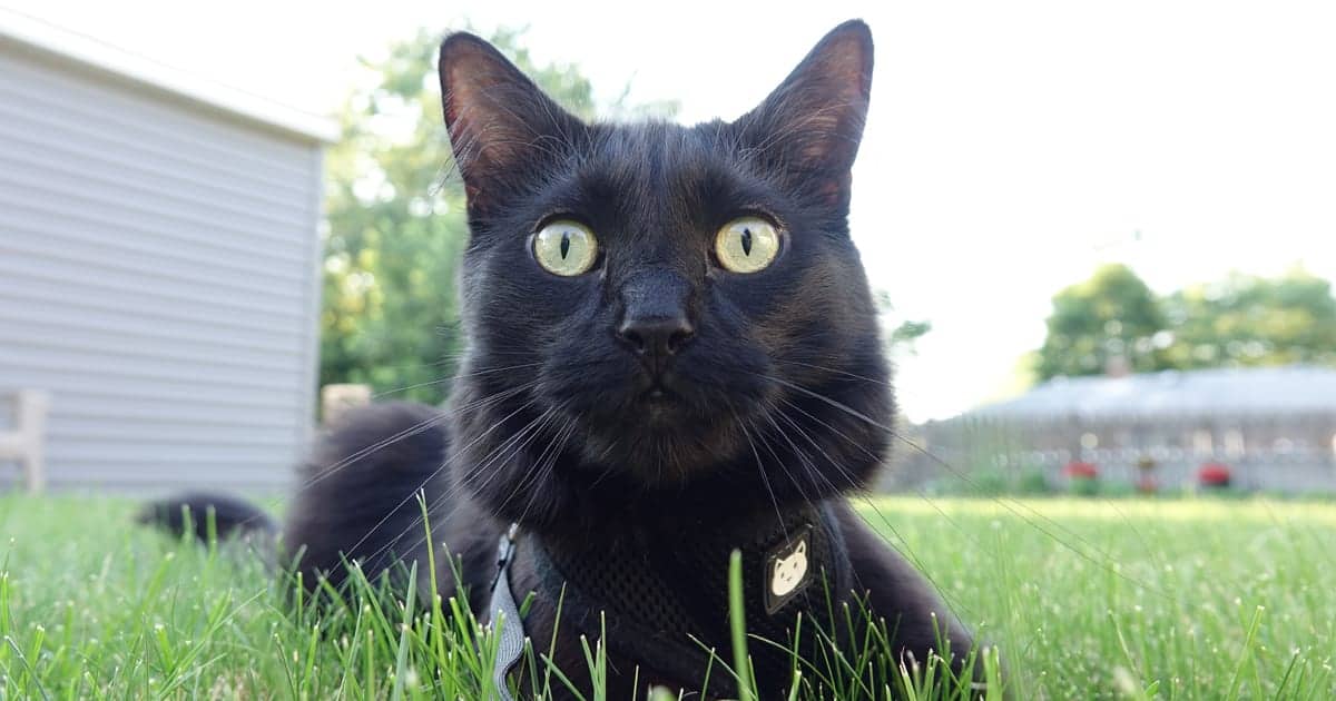 Facts About Black Cats